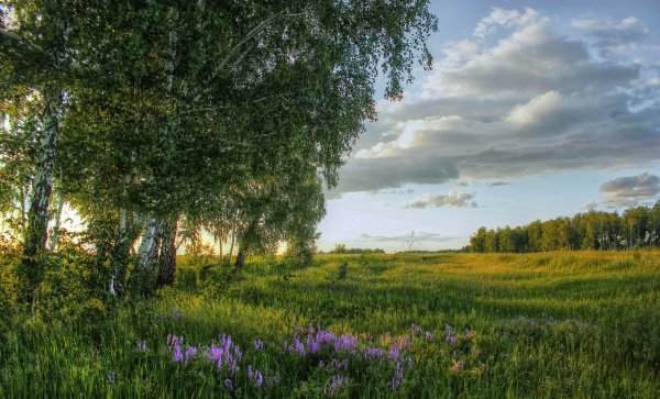 Летняя природа России