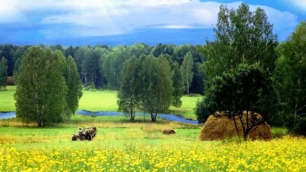 Родное поле