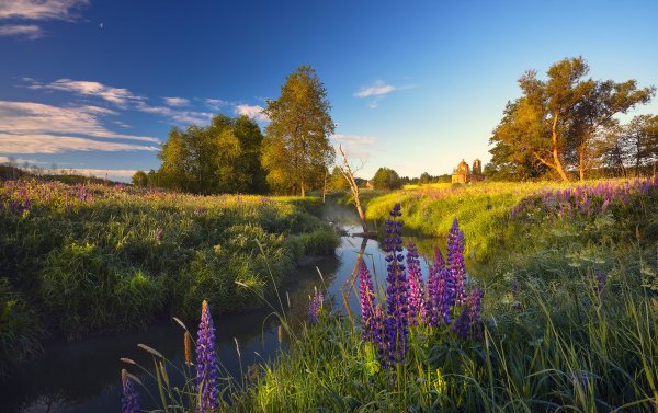 Белоруссия лес опушка