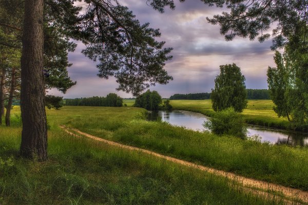 Российские просторы березы Есенин