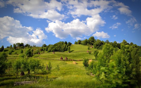 Природа Якутии Алаас березы