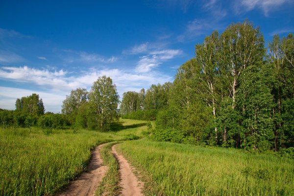 Берёзки средней полосы России