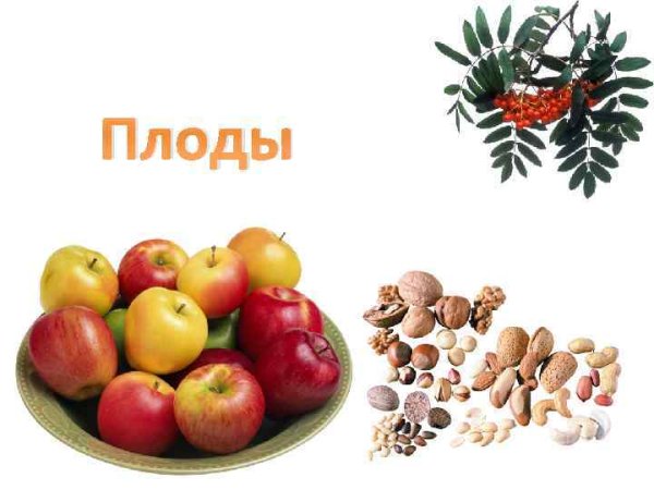 Плод ягода