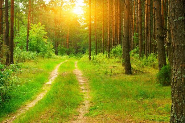 Лето в лесу