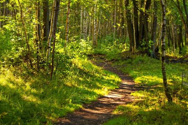 Лесные тропинки