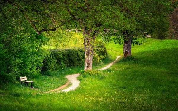 Дорога в поле