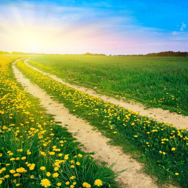 Колея на проселочной дороге