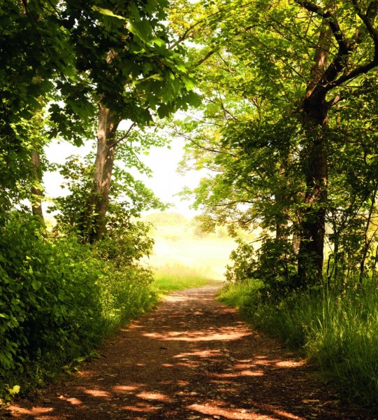 Катина Олег Пятин сельский пейзаж