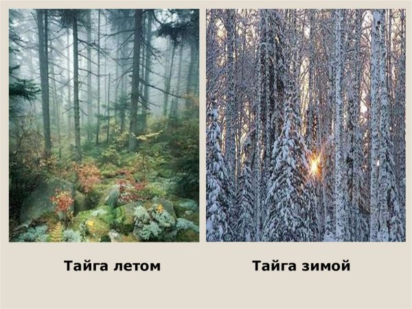 Тайга зимой и летом