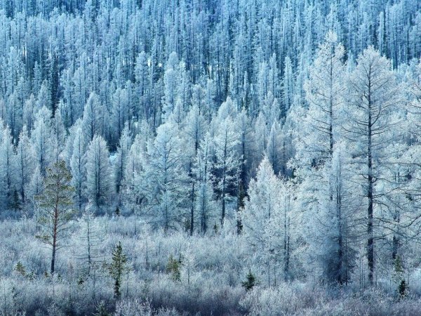 Бореальные хвойные леса (Тайга)