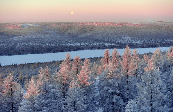 Тайга Западной Якутии