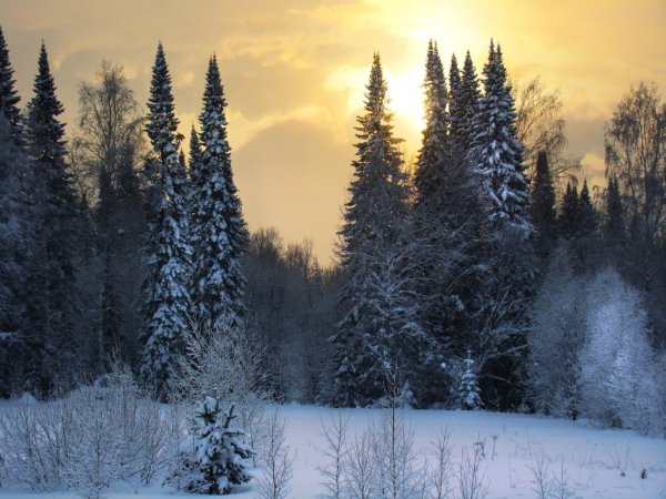 Таежный лес зимой