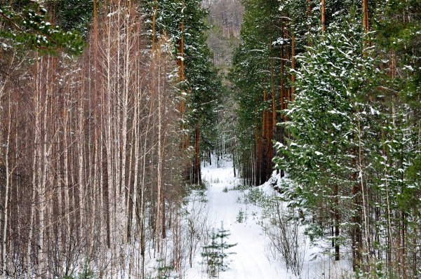Лес Тайга зима
