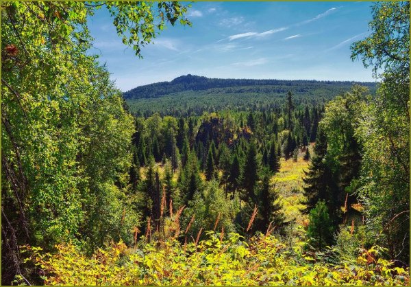 Зона лесов Тайга