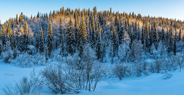 Черневая Тайга Алтая зима