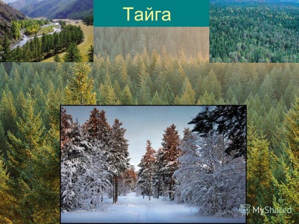 Природные зоны РФ Тайга