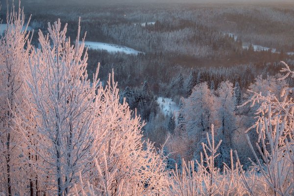 Морозная Тайга