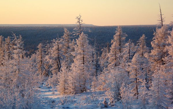 Якутская Тайга