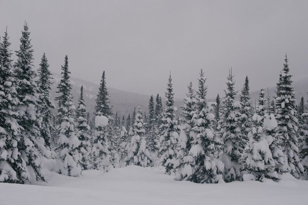 Зимняя Сибирская Тайга