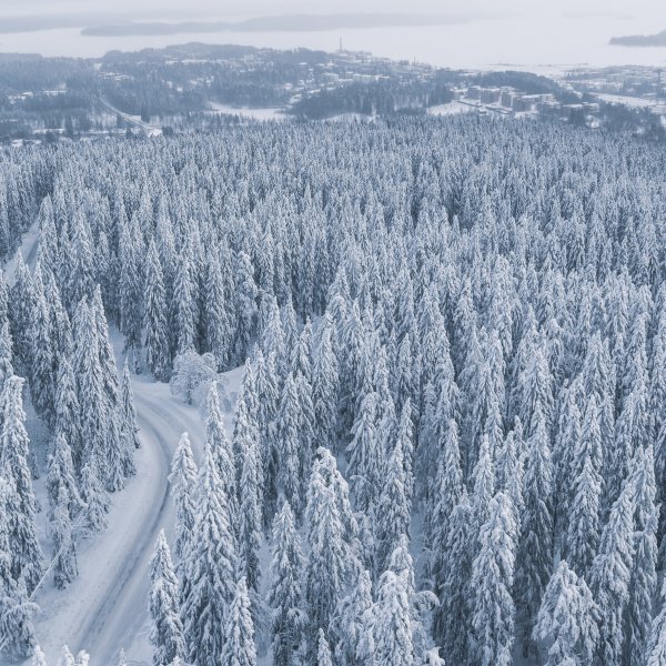 Елки лес вид с высоты