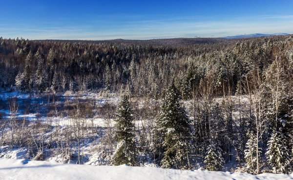 Восточно Сибирская Тайга зимой