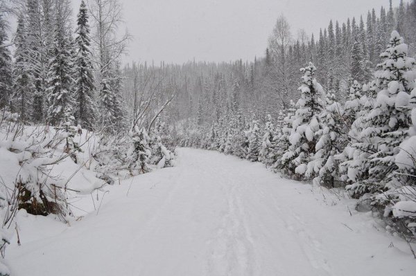 Зимняя Тайга черно белый