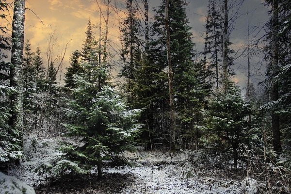 Глухая Сибирская Тайга