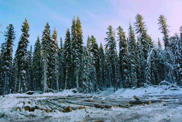 Верхоянская Тайга