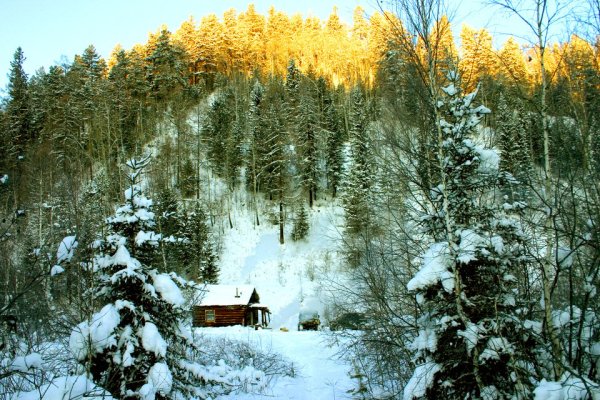 Лес Ханты Мансийска глухая Тайга
