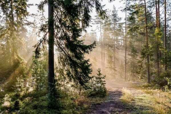 Таежный лес