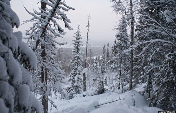 Климат Восточно сибирской тайги