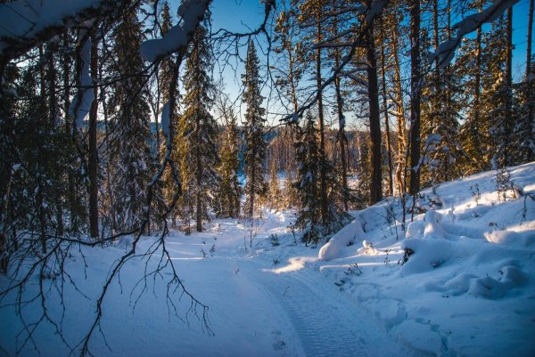 Зимняя Уссурийская Тайга