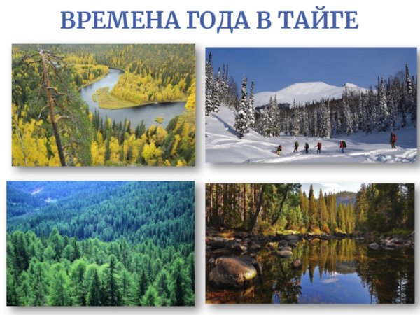 Природные ресурсы тайги