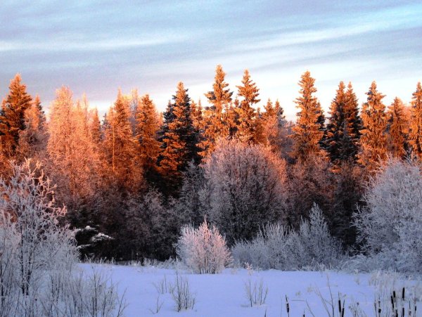 Климат лесов Республики Коми