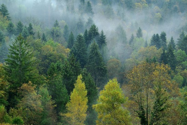 Широколиственный лес тайги