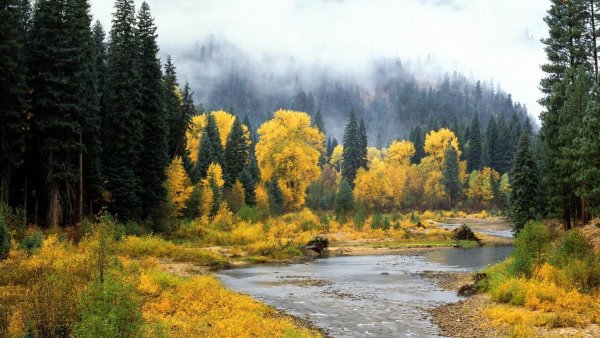 Лето горы река Тайга Сибирь