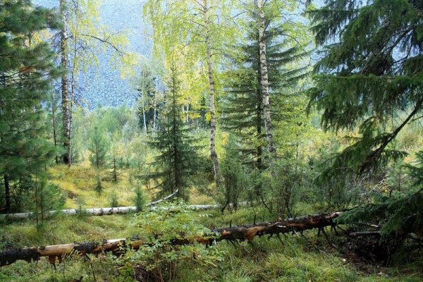 Сибирский хвойный лес