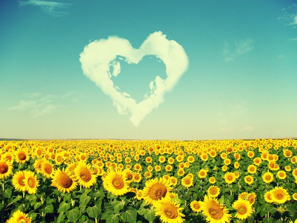 Лето солнце
