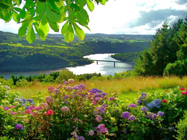 Луговые цветы космея