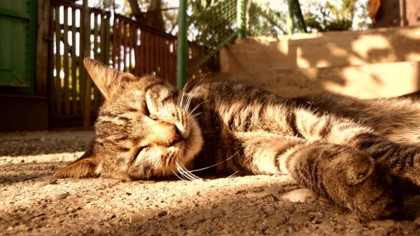 Кот на солнышке