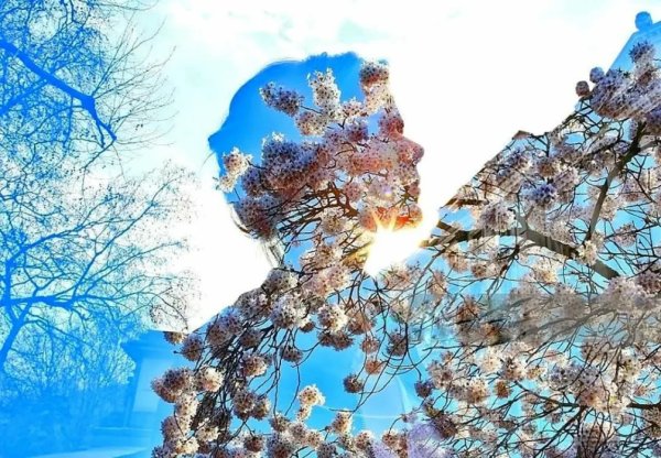 Дерево четыре времени года