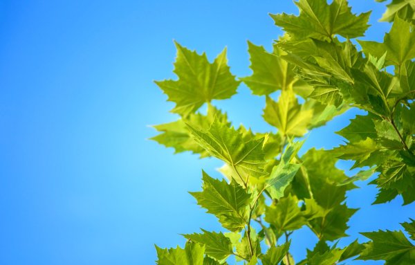 Листья на фоне неба