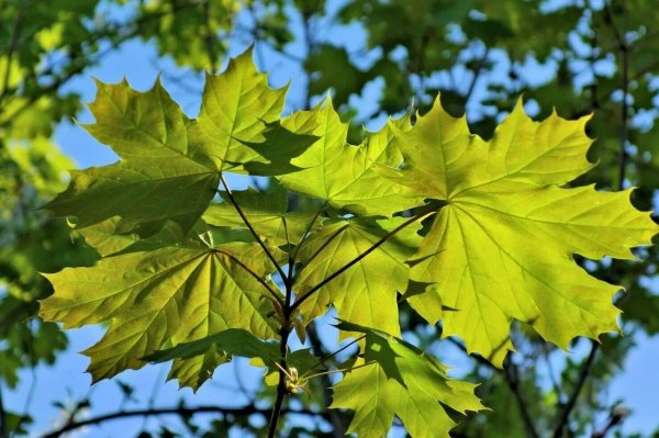 Ветка дерева