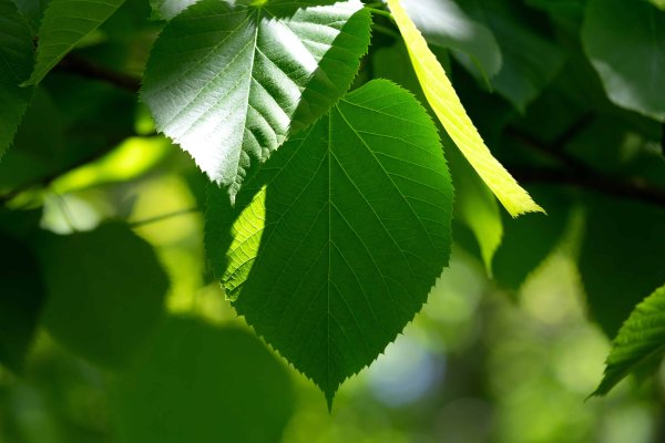 Раскудрявый клен дерево