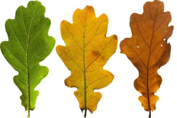 Листья деревьев летом и осенью