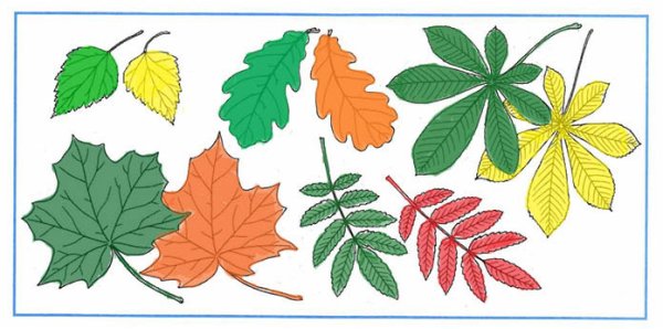 Бунин крупный дождь в лесу зеленом