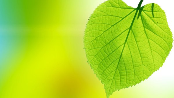 Листва деревьев