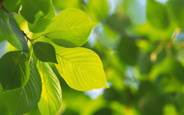 Листва деревьев