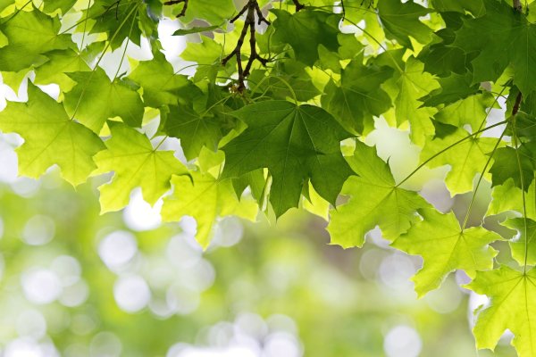 Весенние листья