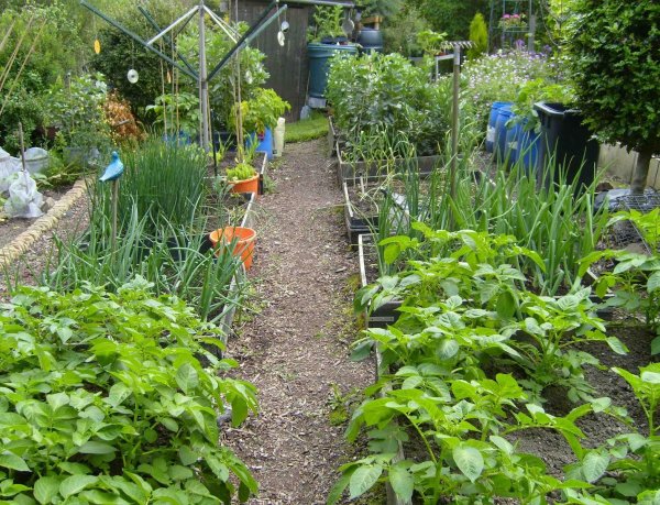 Огород летом